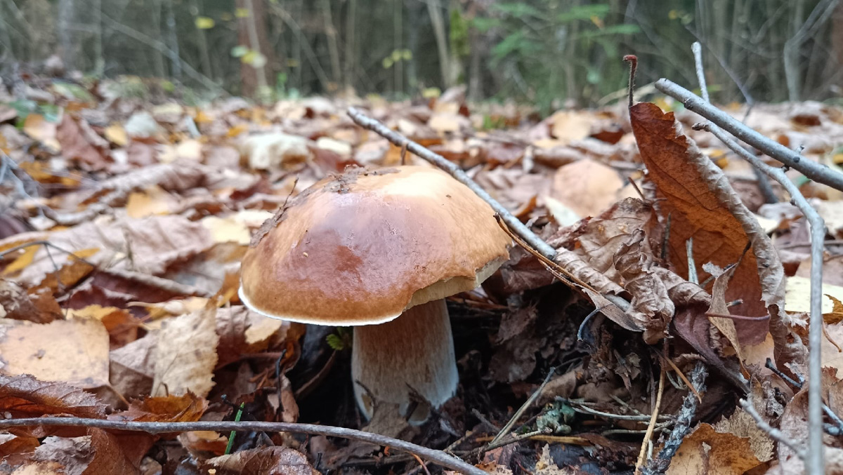 Вы успели сходить этой осенью за грибами? Уверены, что да. А если нет, то ждать вам, скорее всего, придется уже до весны. Любители тихой охоты официально закрывают сезон, но не с пустыми руками.