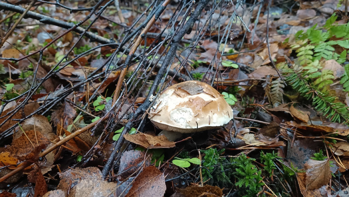 Вы успели сходить этой осенью за грибами? Уверены, что да. А если нет, то ждать вам, скорее всего, придется уже до весны. Любители тихой охоты официально закрывают сезон, но не с пустыми руками.