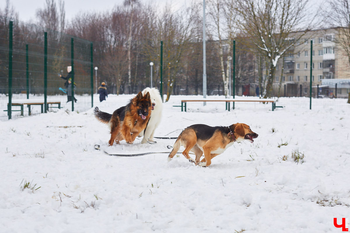 В Департаменте ветеринарии утвердили новые требования по содержанию домашних животных на территории Владимирской области, которые начнут действовать с 1 марта 2023 года. В них прописаны все нюансы по содержанию четвероногих любимцев. Но помогут ли они в реальности?