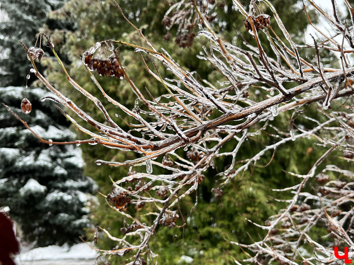 Вы уже успели ощутить на себе негативные последствия ледяного дождя? Но у него есть и обратная сторона, художественная. Всего за несколько часов деревья за окном превратились в «хрустальные». Ветки покрылись удивительным панцирем. Стоит добавить немного воображения, и можно, кажется, услышать, как они звенят.