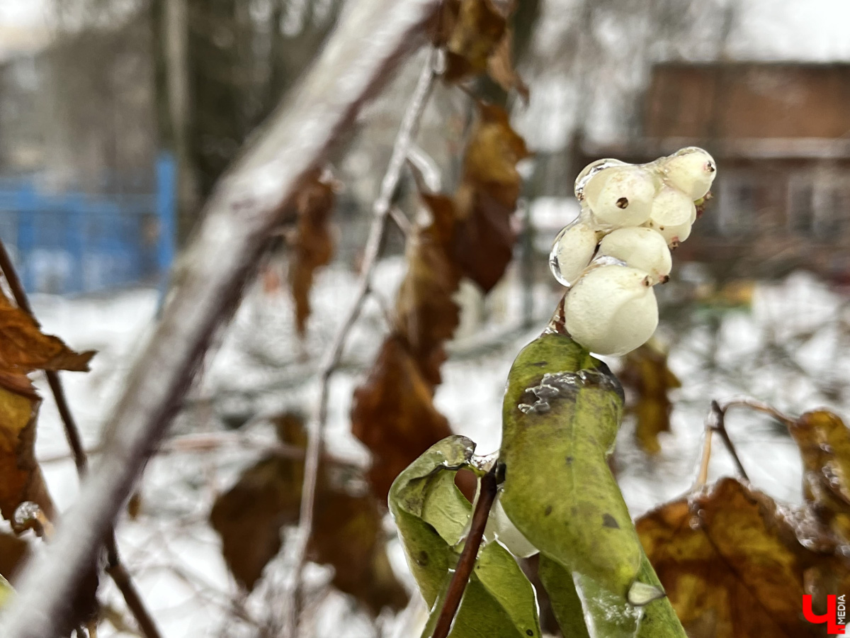 Вы уже успели ощутить на себе негативные последствия ледяного дождя? Но у него есть и обратная сторона, художественная. Всего за несколько часов деревья за окном превратились в «хрустальные». Ветки покрылись удивительным панцирем. Стоит добавить немного воображения, и можно, кажется, услышать, как они звенят.