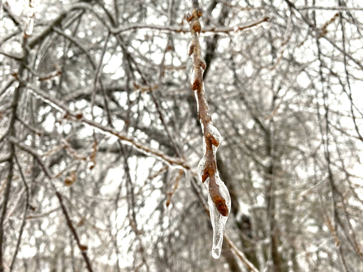 Вы уже успели ощутить на себе негативные последствия ледяного дождя? Но у него есть и обратная сторона, художественная. Всего за несколько часов деревья за окном превратились в «хрустальные». Ветки покрылись удивительным панцирем. Стоит добавить немного воображения, и можно, кажется, услышать, как они звенят.