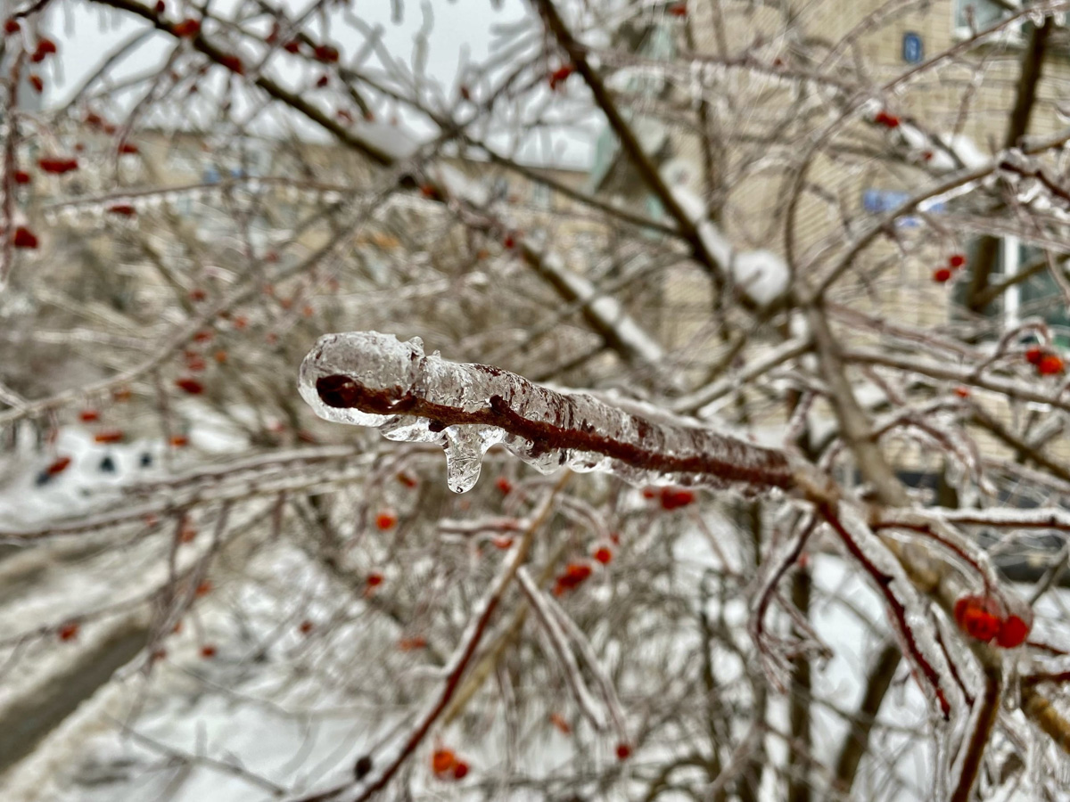 Вы уже успели ощутить на себе негативные последствия ледяного дождя? Но у него есть и обратная сторона, художественная. Всего за несколько часов деревья за окном превратились в «хрустальные». Ветки покрылись удивительным панцирем. Стоит добавить немного воображения, и можно, кажется, услышать, как они звенят.