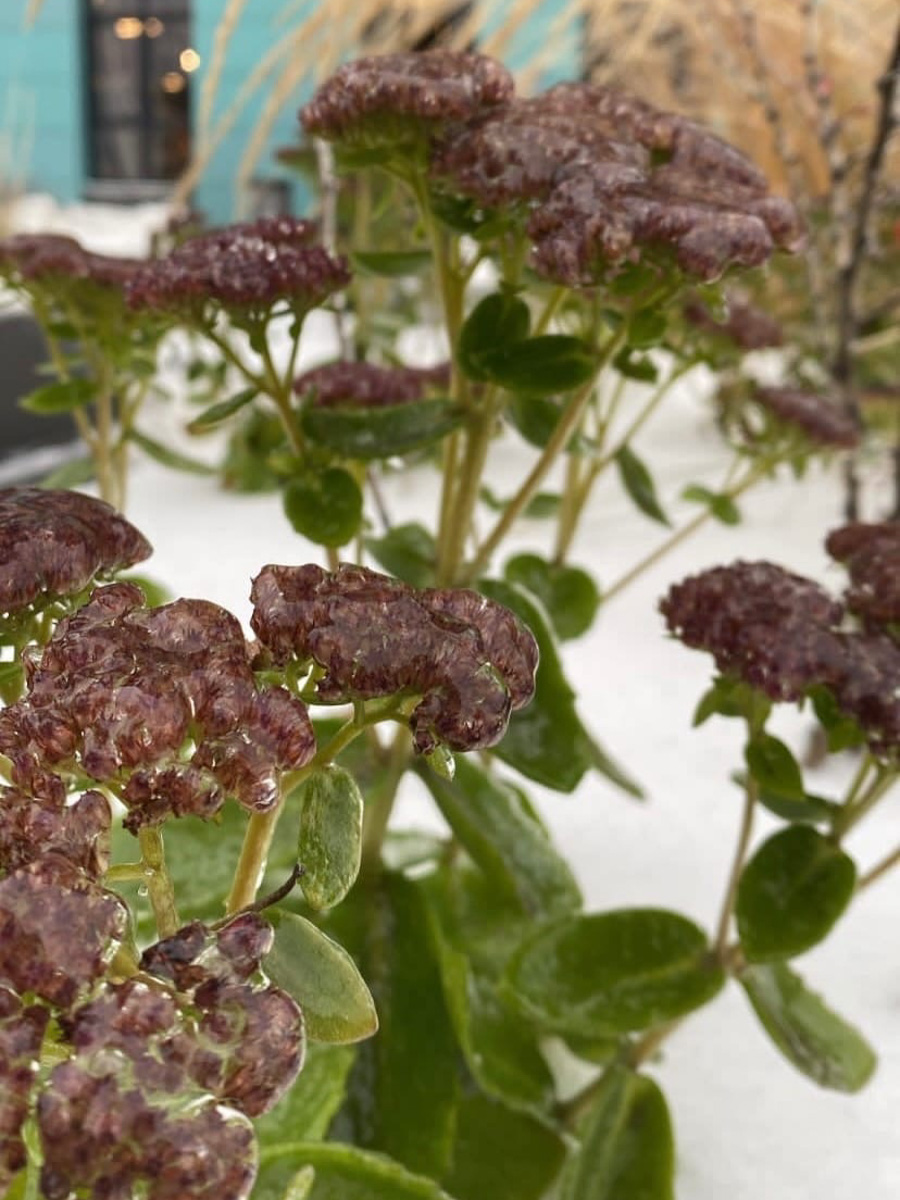 Вы уже успели ощутить на себе негативные последствия ледяного дождя? Но у него есть и обратная сторона, художественная. Всего за несколько часов деревья за окном превратились в «хрустальные». Ветки покрылись удивительным панцирем. Стоит добавить немного воображения, и можно, кажется, услышать, как они звенят.