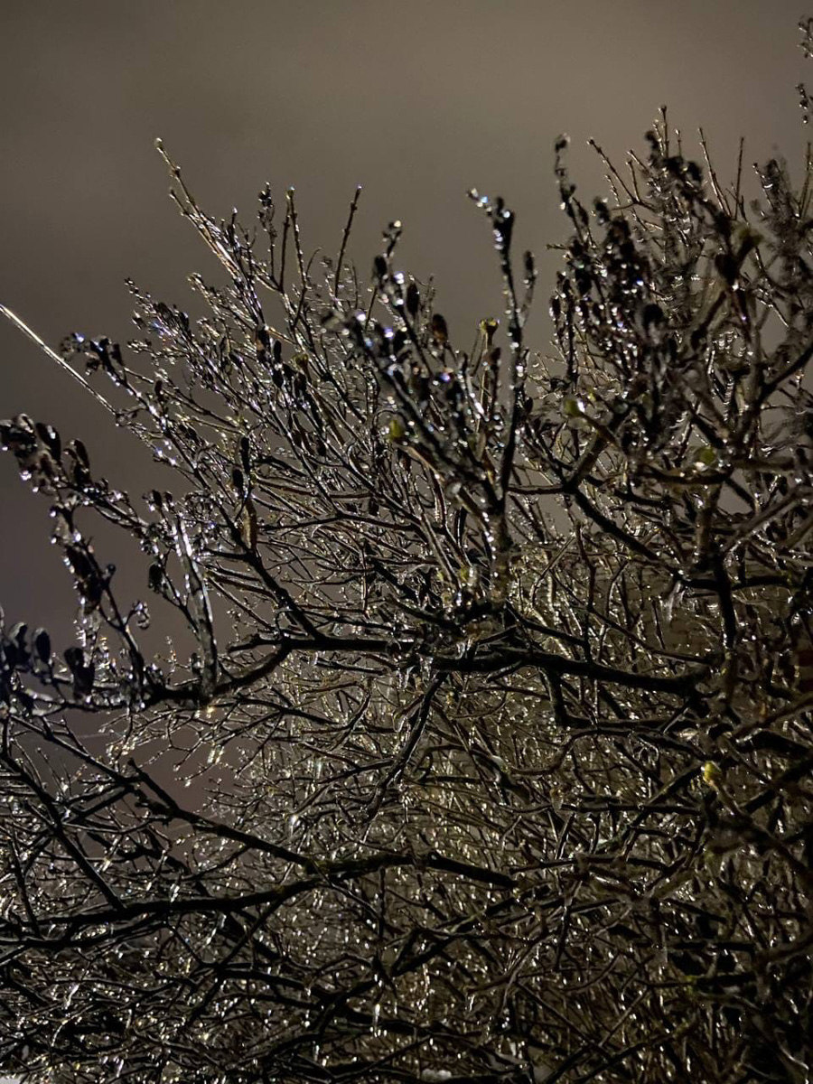 Вы уже успели ощутить на себе негативные последствия ледяного дождя? Но у него есть и обратная сторона, художественная. Всего за несколько часов деревья за окном превратились в «хрустальные». Ветки покрылись удивительным панцирем. Стоит добавить немного воображения, и можно, кажется, услышать, как они звенят.