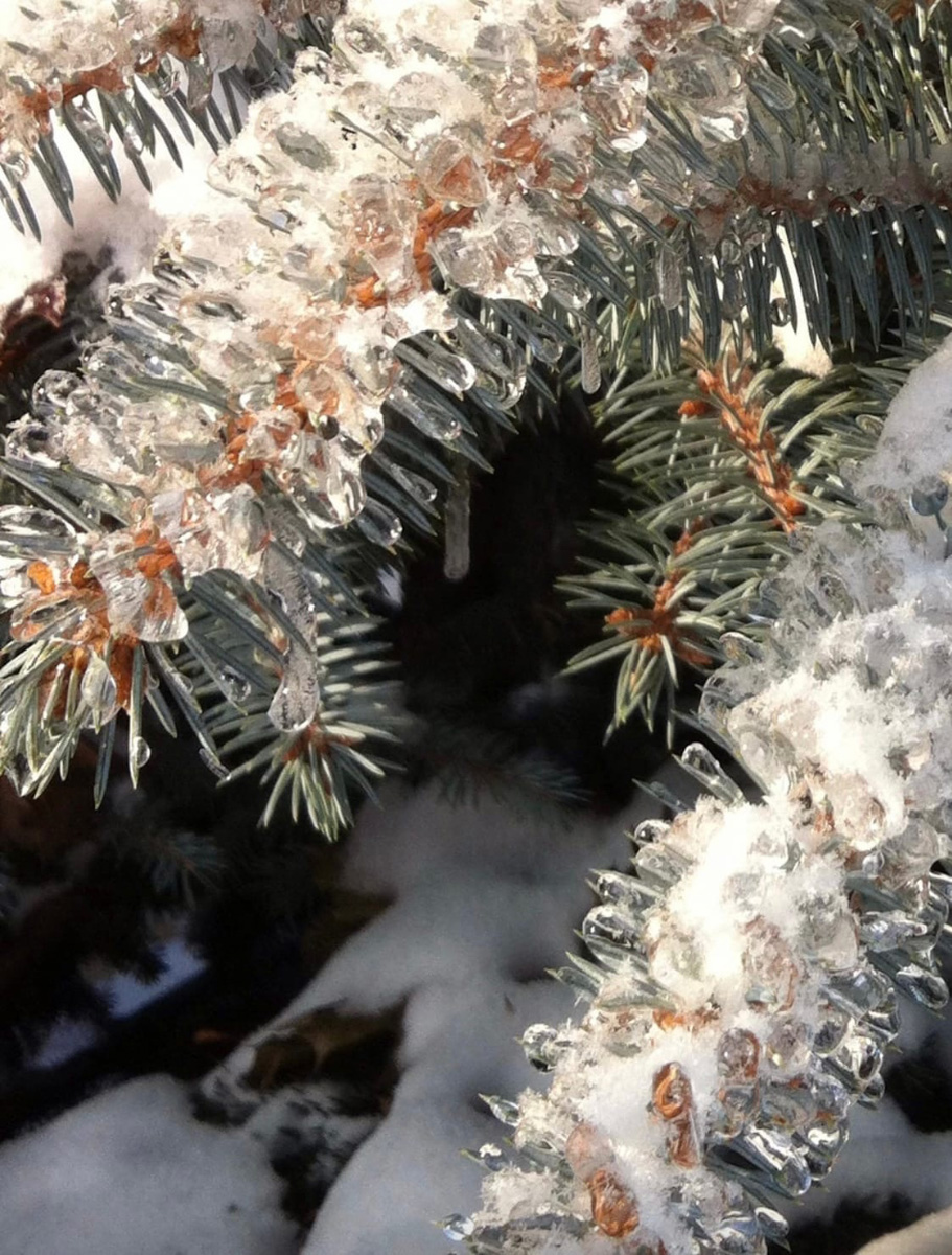 Вы уже успели ощутить на себе негативные последствия ледяного дождя? Но у него есть и обратная сторона, художественная. Всего за несколько часов деревья за окном превратились в «хрустальные». Ветки покрылись удивительным панцирем. Стоит добавить немного воображения, и можно, кажется, услышать, как они звенят.