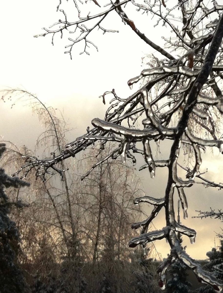 Вы уже успели ощутить на себе негативные последствия ледяного дождя? Но у него есть и обратная сторона, художественная. Всего за несколько часов деревья за окном превратились в «хрустальные». Ветки покрылись удивительным панцирем. Стоит добавить немного воображения, и можно, кажется, услышать, как они звенят.
