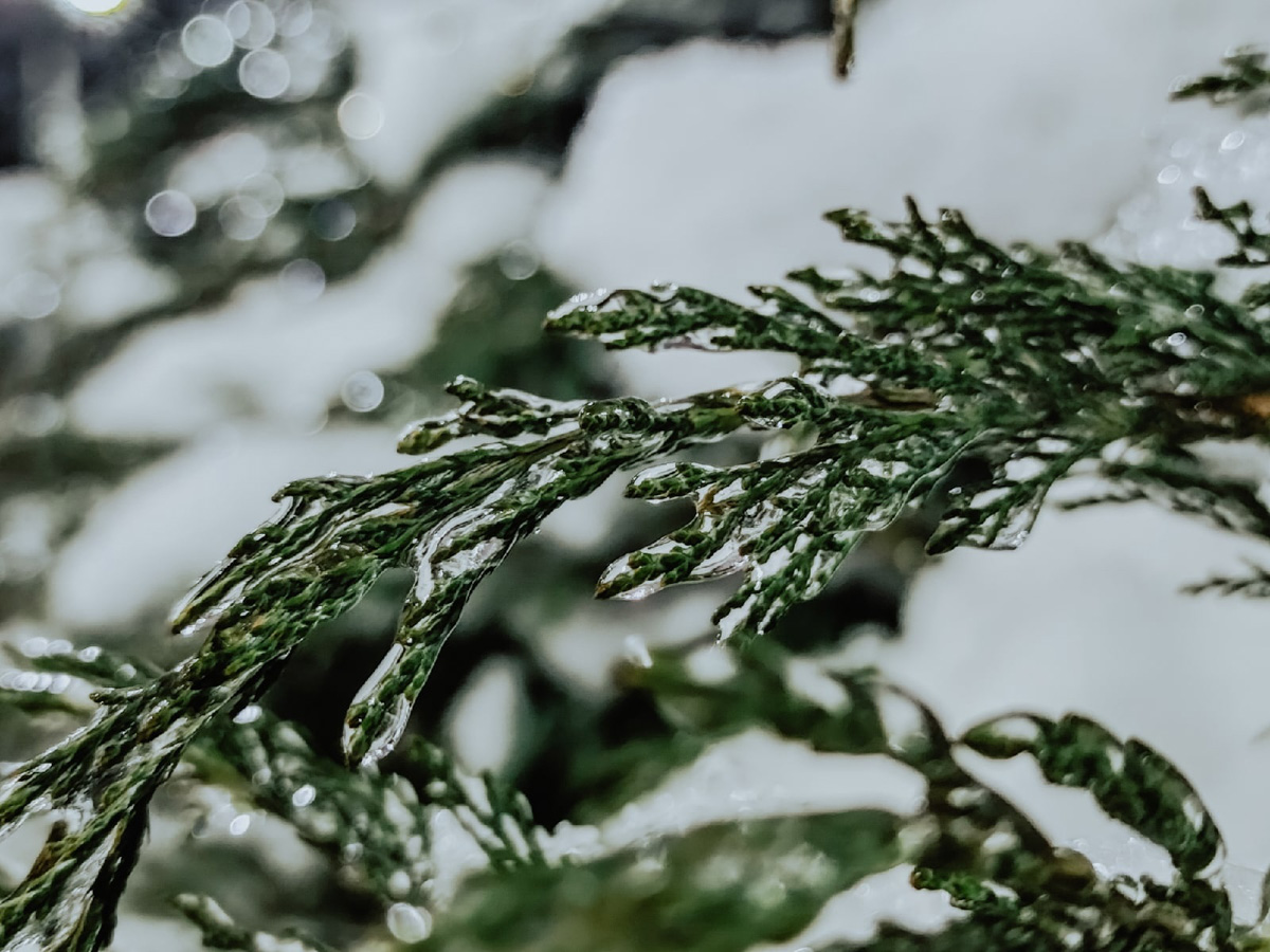 Вы уже успели ощутить на себе негативные последствия ледяного дождя? Но у него есть и обратная сторона, художественная. Всего за несколько часов деревья за окном превратились в «хрустальные». Ветки покрылись удивительным панцирем. Стоит добавить немного воображения, и можно, кажется, услышать, как они звенят.