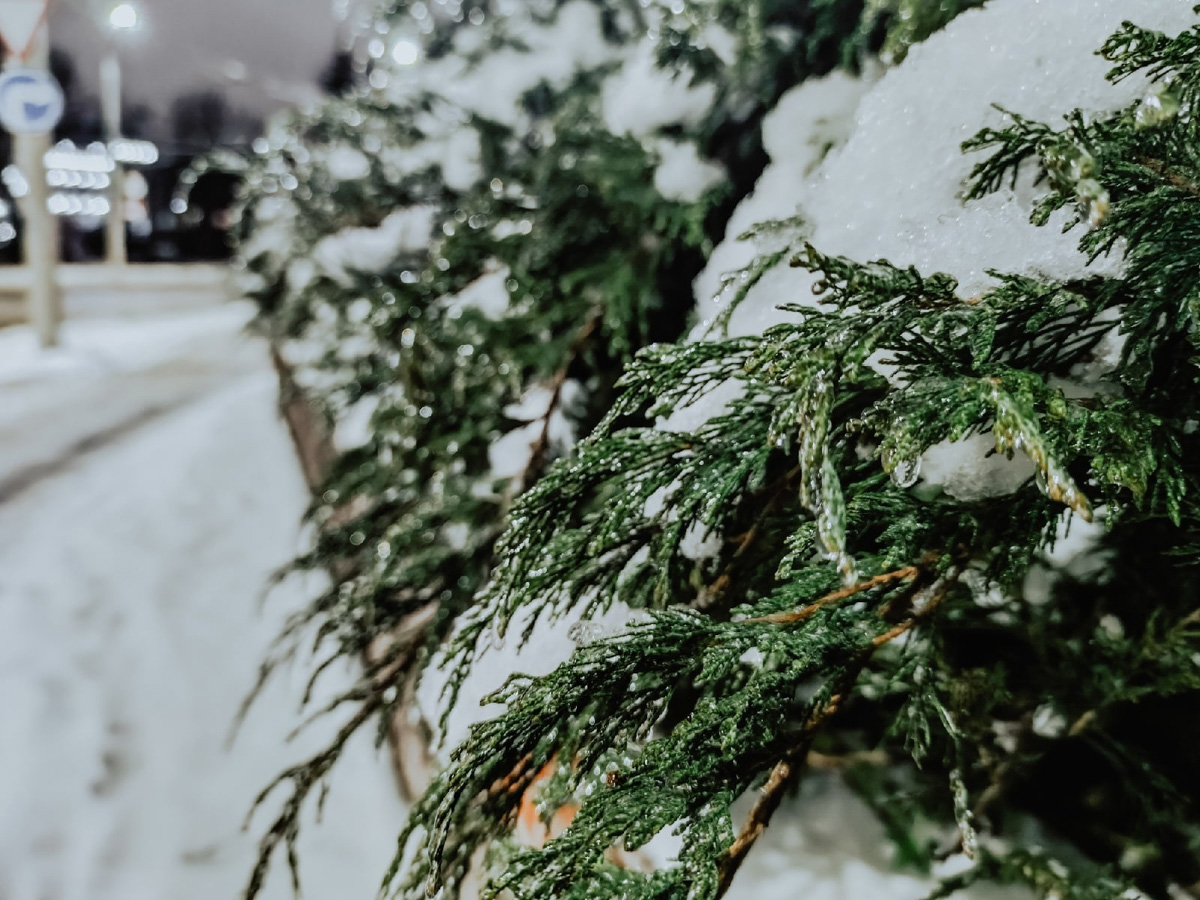 Вы уже успели ощутить на себе негативные последствия ледяного дождя? Но у него есть и обратная сторона, художественная. Всего за несколько часов деревья за окном превратились в «хрустальные». Ветки покрылись удивительным панцирем. Стоит добавить немного воображения, и можно, кажется, услышать, как они звенят.