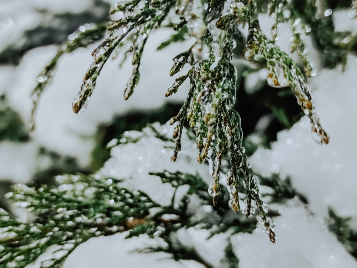Вы уже успели ощутить на себе негативные последствия ледяного дождя? Но у него есть и обратная сторона, художественная. Всего за несколько часов деревья за окном превратились в «хрустальные». Ветки покрылись удивительным панцирем. Стоит добавить немного воображения, и можно, кажется, услышать, как они звенят.