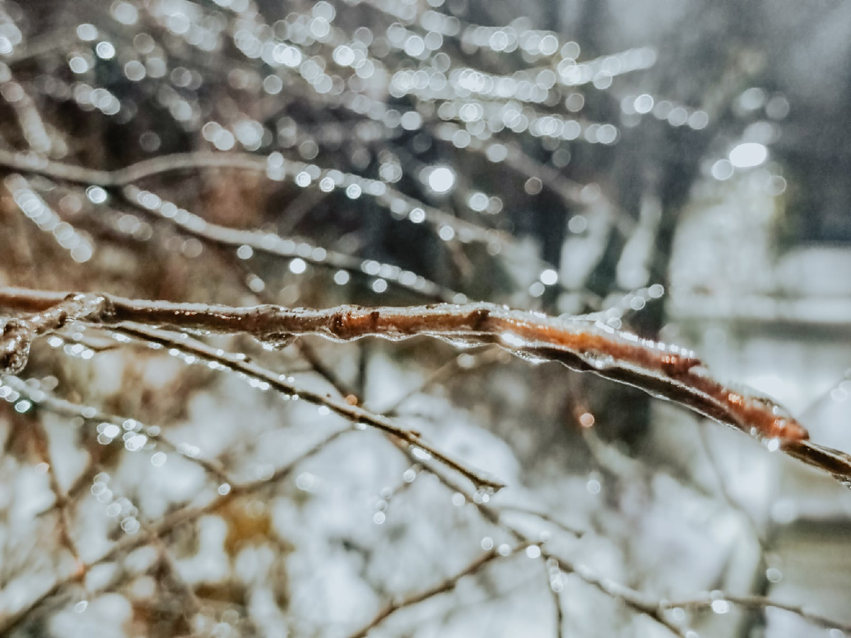 Вы уже успели ощутить на себе негативные последствия ледяного дождя? Но у него есть и обратная сторона, художественная. Всего за несколько часов деревья за окном превратились в «хрустальные». Ветки покрылись удивительным панцирем. Стоит добавить немного воображения, и можно, кажется, услышать, как они звенят.