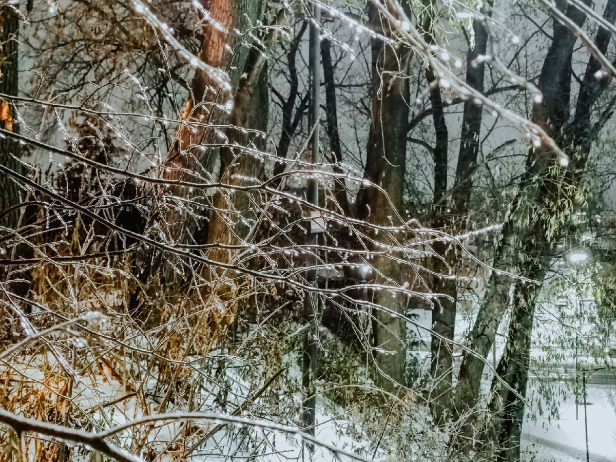 Вы уже успели ощутить на себе негативные последствия ледяного дождя? Но у него есть и обратная сторона, художественная. Всего за несколько часов деревья за окном превратились в «хрустальные». Ветки покрылись удивительным панцирем. Стоит добавить немного воображения, и можно, кажется, услышать, как они звенят.