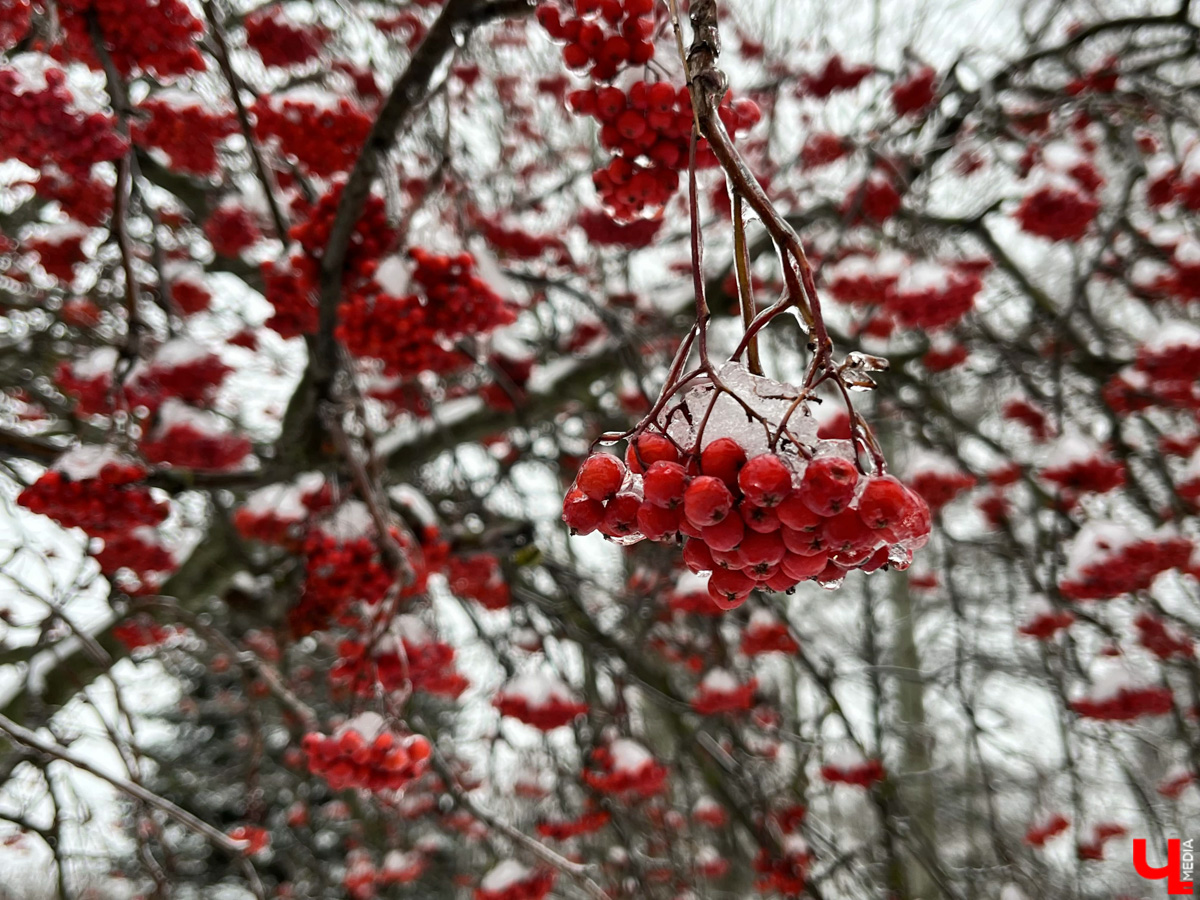 Вы уже успели ощутить на себе негативные последствия ледяного дождя? Но у него есть и обратная сторона, художественная. Всего за несколько часов деревья за окном превратились в «хрустальные». Ветки покрылись удивительным панцирем. Стоит добавить немного воображения, и можно, кажется, услышать, как они звенят.