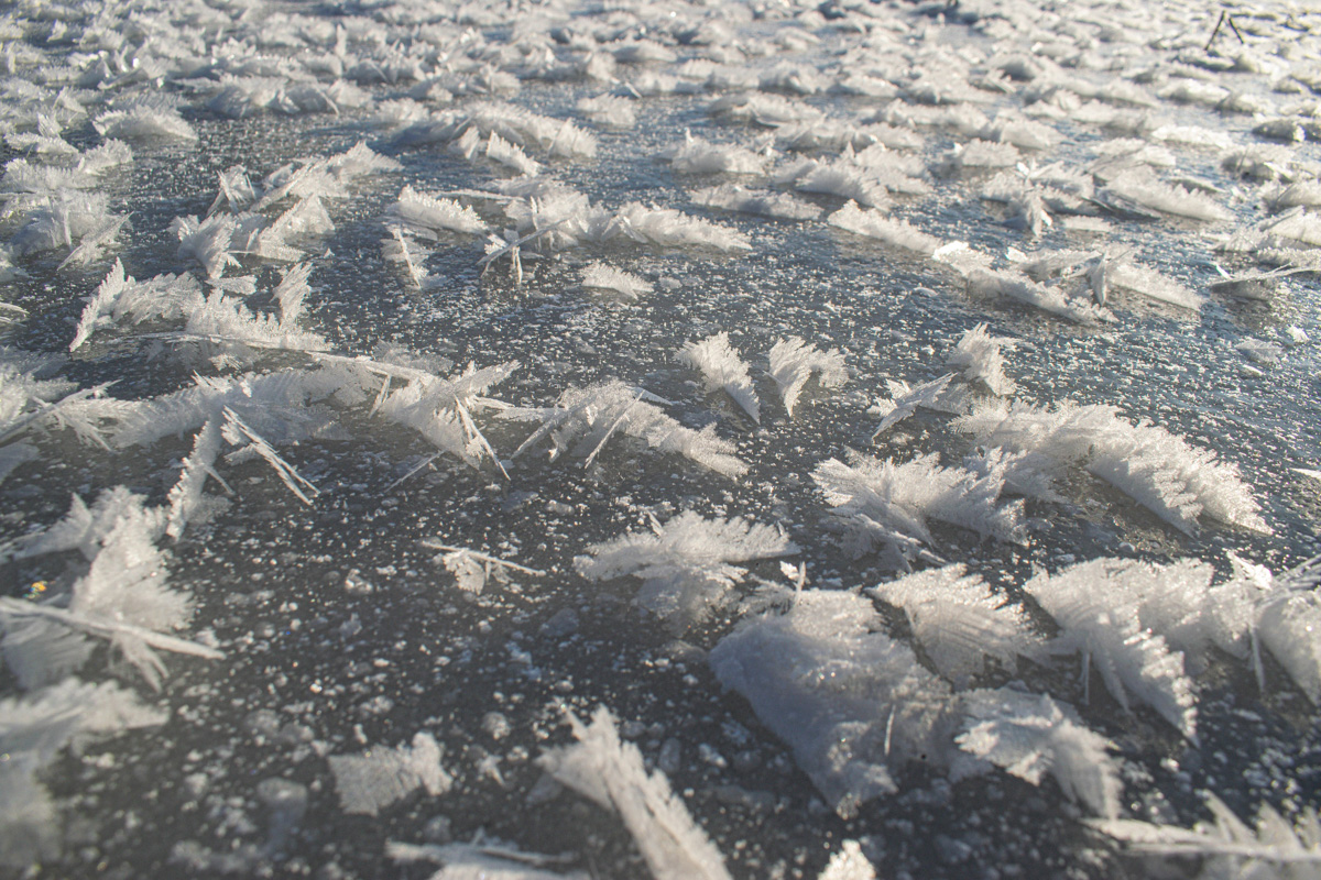 Жители Владимирской области стали свидетелями редкого природного явления. На водоёмах региона распустились «ледяные цветы». «Ключ-Медиа» собрал самые красивые снимки уникального зимнего букета.