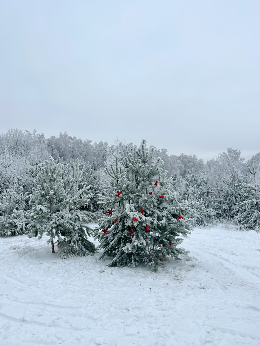 До Нового года рукой подать. Улицы Владимира уже успели украсить к празднику. Да и сами жители города не отстают. В окнах горят огоньки, а в домах и квартирах наряжают елки. Вот только не все они привычного вида. Самые необычные попали в наш сегодняшний обзор.