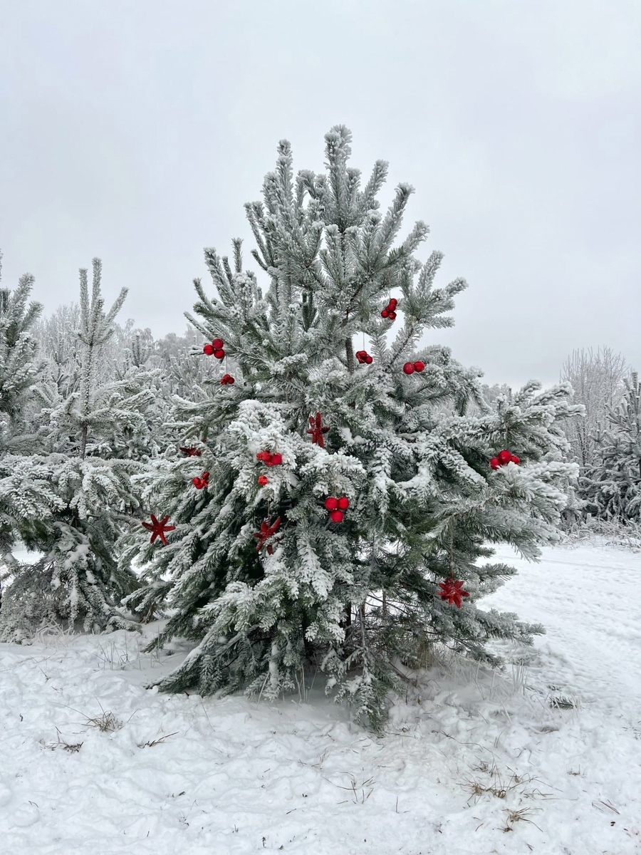 До Нового года рукой подать. Улицы Владимира уже успели украсить к празднику. Да и сами жители города не отстают. В окнах горят огоньки, а в домах и квартирах наряжают елки. Вот только не все они привычного вида. Самые необычные попали в наш сегодняшний обзор.