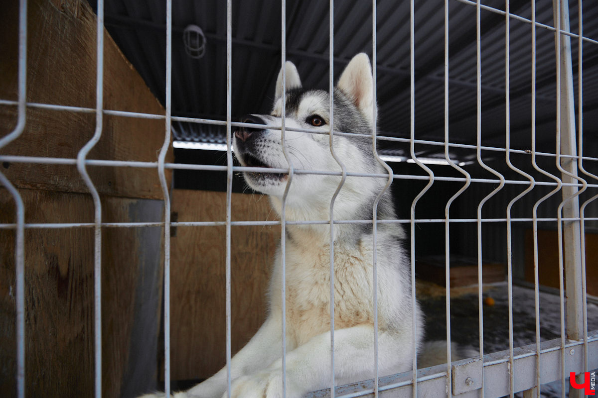 Неподалеку от Владимира есть уникальный питомник хаски. Собаки этой породы готовы подарить любовь даже незнакомому человеку. Тепло от четвероногих друзей передается, кажется, даже через фотографии. Смотрим и заряжаемся отличным настроением!