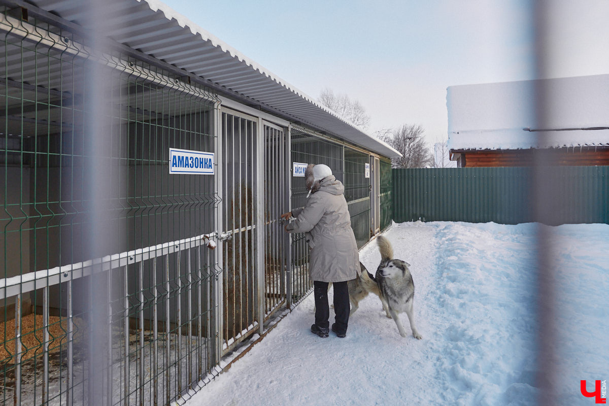 Неподалеку от Владимира есть уникальный питомник хаски. Собаки этой породы готовы подарить любовь даже незнакомому человеку. Тепло от четвероногих друзей передается, кажется, даже через фотографии. Смотрим и заряжаемся отличным настроением!