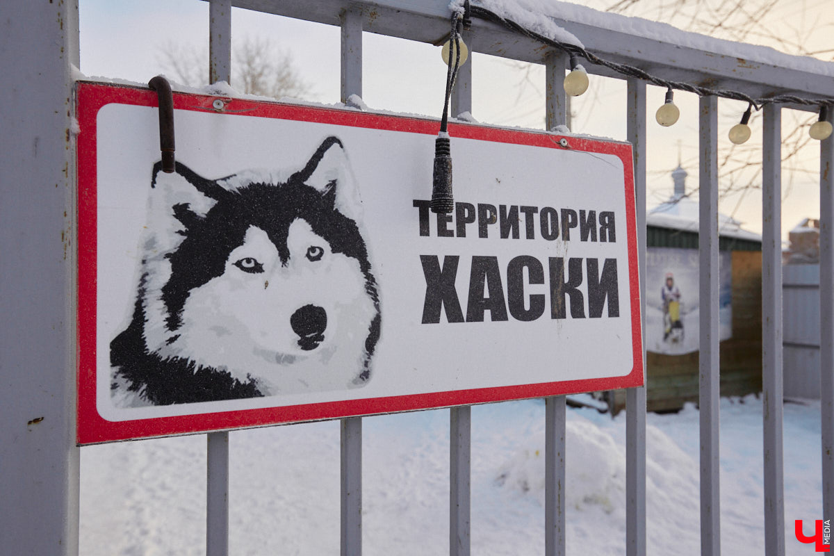 Неподалеку от Владимира есть уникальный питомник хаски. Собаки этой породы готовы подарить любовь даже незнакомому человеку. Тепло от четвероногих друзей передается, кажется, даже через фотографии. Смотрим и заряжаемся отличным настроением!