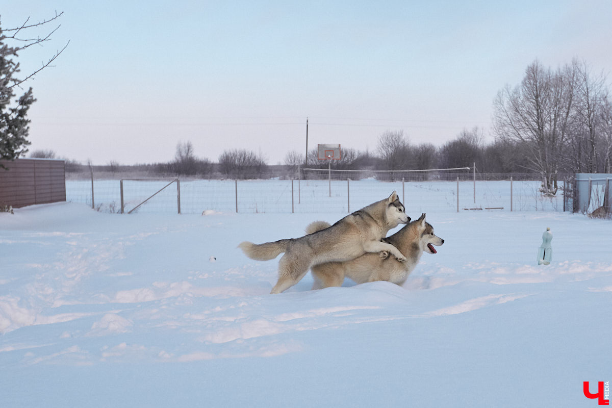 Неподалеку от Владимира есть уникальный питомник хаски. Собаки этой породы готовы подарить любовь даже незнакомому человеку. Тепло от четвероногих друзей передается, кажется, даже через фотографии. Смотрим и заряжаемся отличным настроением!