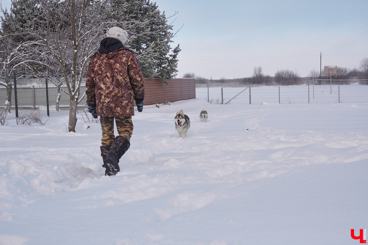 Неподалеку от Владимира есть уникальный питомник хаски. Собаки этой породы готовы подарить любовь даже незнакомому человеку. Тепло от четвероногих друзей передается, кажется, даже через фотографии. Смотрим и заряжаемся отличным настроением!