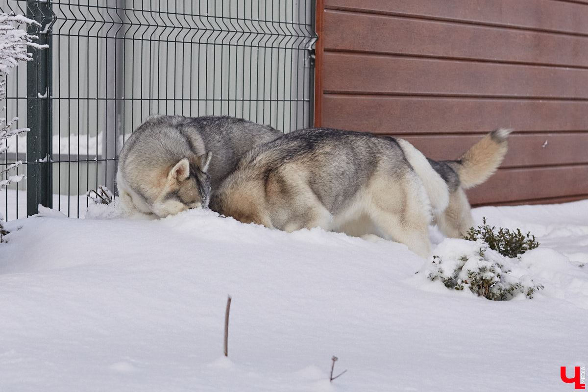 Неподалеку от Владимира есть уникальный питомник хаски. Собаки этой породы готовы подарить любовь даже незнакомому человеку. Тепло от четвероногих друзей передается, кажется, даже через фотографии. Смотрим и заряжаемся отличным настроением!