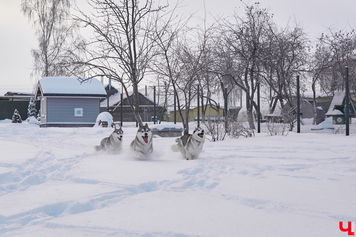 Неподалеку от Владимира есть уникальный питомник хаски. Собаки этой породы готовы подарить любовь даже незнакомому человеку. Тепло от четвероногих друзей передается, кажется, даже через фотографии. Смотрим и заряжаемся отличным настроением!