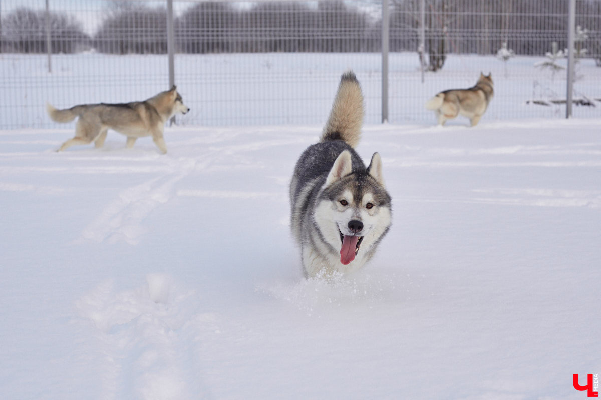 Неподалеку от Владимира есть уникальный питомник хаски. Собаки этой породы готовы подарить любовь даже незнакомому человеку. Тепло от четвероногих друзей передается, кажется, даже через фотографии. Смотрим и заряжаемся отличным настроением!