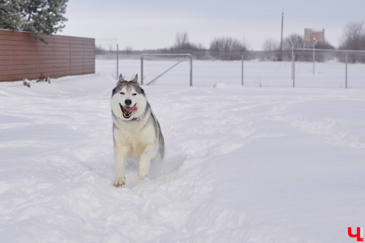 Неподалеку от Владимира есть уникальный питомник хаски. Собаки этой породы готовы подарить любовь даже незнакомому человеку. Тепло от четвероногих друзей передается, кажется, даже через фотографии. Смотрим и заряжаемся отличным настроением!