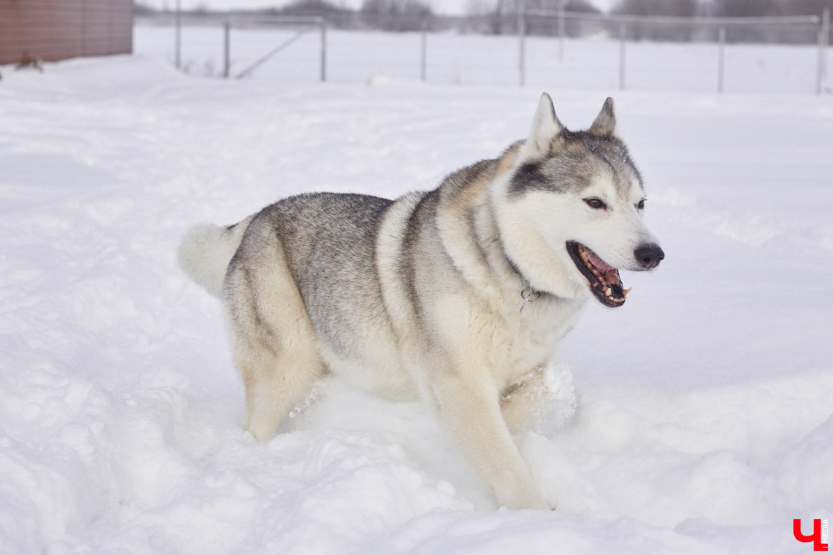 Неподалеку от Владимира есть уникальный питомник хаски. Собаки этой породы готовы подарить любовь даже незнакомому человеку. Тепло от четвероногих друзей передается, кажется, даже через фотографии. Смотрим и заряжаемся отличным настроением!