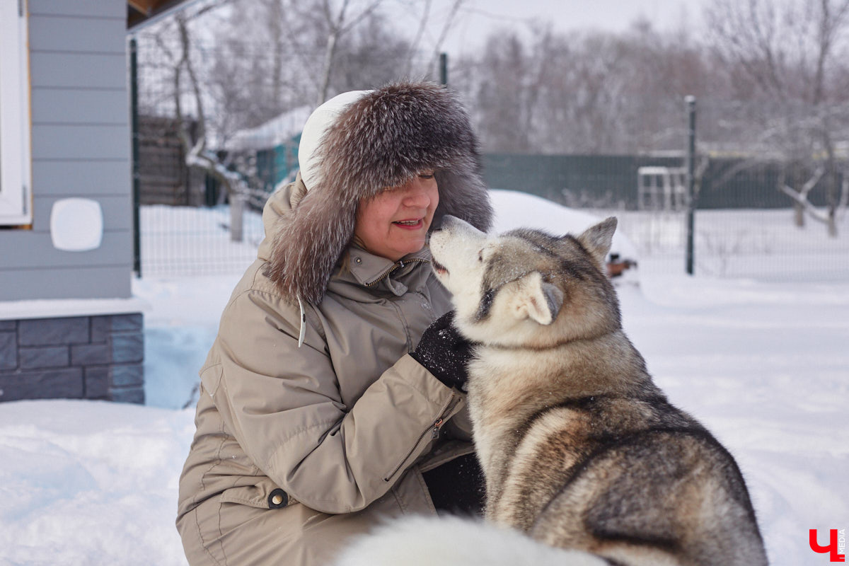 Неподалеку от Владимира есть уникальный питомник хаски. Собаки этой породы готовы подарить любовь даже незнакомому человеку. Тепло от четвероногих друзей передается, кажется, даже через фотографии. Смотрим и заряжаемся отличным настроением!