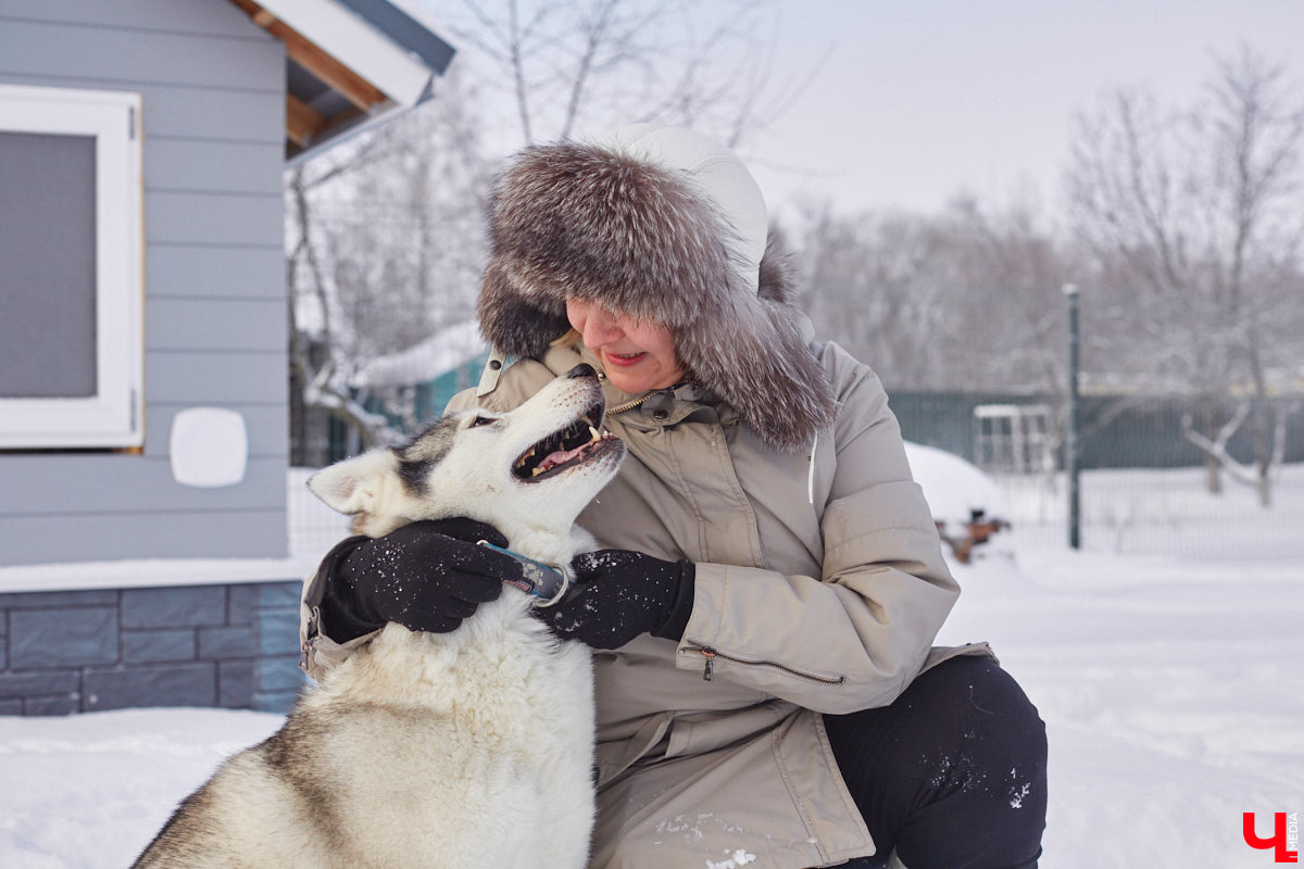 Неподалеку от Владимира есть уникальный питомник хаски. Собаки этой породы готовы подарить любовь даже незнакомому человеку. Тепло от четвероногих друзей передается, кажется, даже через фотографии. Смотрим и заряжаемся отличным настроением!