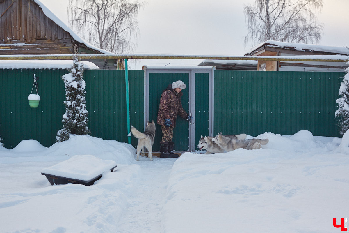 Неподалеку от Владимира есть уникальный питомник хаски. Собаки этой породы готовы подарить любовь даже незнакомому человеку. Тепло от четвероногих друзей передается, кажется, даже через фотографии. Смотрим и заряжаемся отличным настроением!