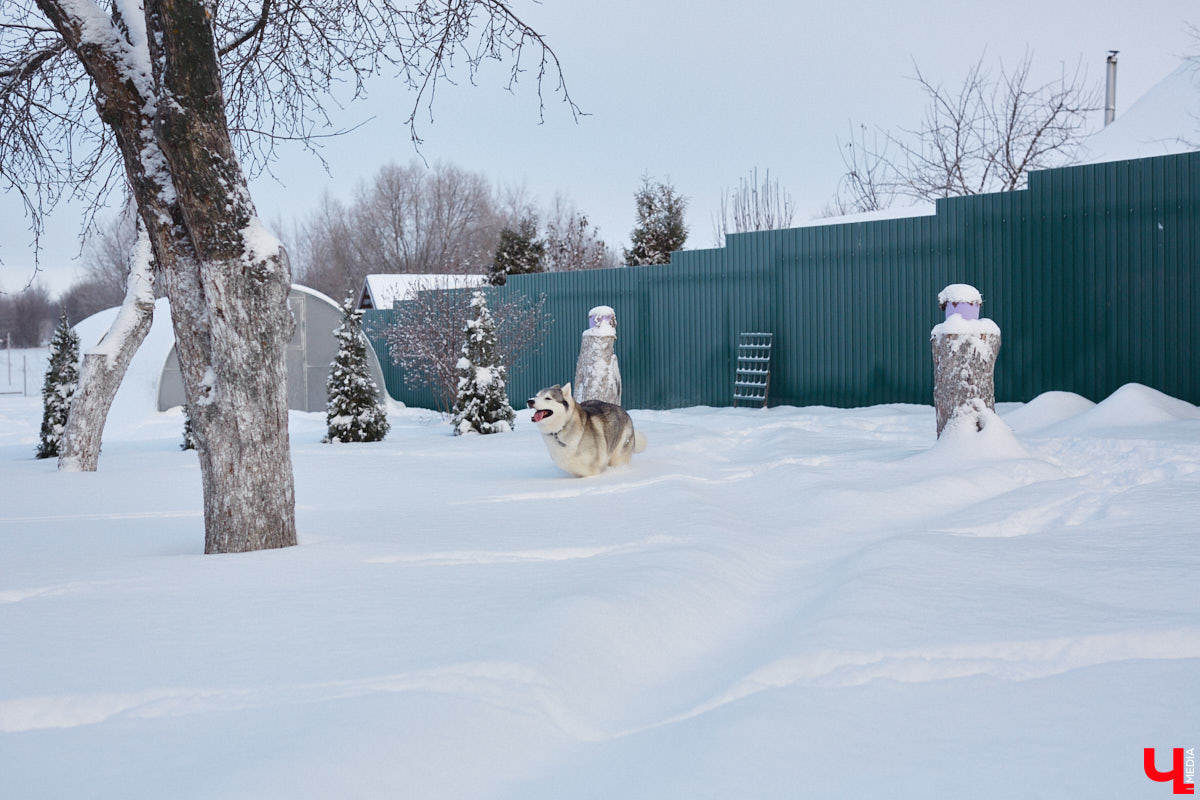 Неподалеку от Владимира есть уникальный питомник хаски. Собаки этой породы готовы подарить любовь даже незнакомому человеку. Тепло от четвероногих друзей передается, кажется, даже через фотографии. Смотрим и заряжаемся отличным настроением!