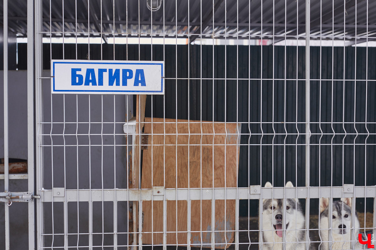 Неподалеку от Владимира есть уникальный питомник хаски. Собаки этой породы готовы подарить любовь даже незнакомому человеку. Тепло от четвероногих друзей передается, кажется, даже через фотографии. Смотрим и заряжаемся отличным настроением!