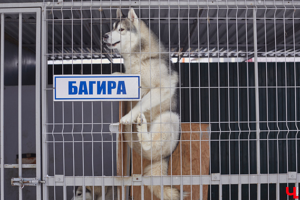 Неподалеку от Владимира есть уникальный питомник хаски. Собаки этой породы готовы подарить любовь даже незнакомому человеку. Тепло от четвероногих друзей передается, кажется, даже через фотографии. Смотрим и заряжаемся отличным настроением!