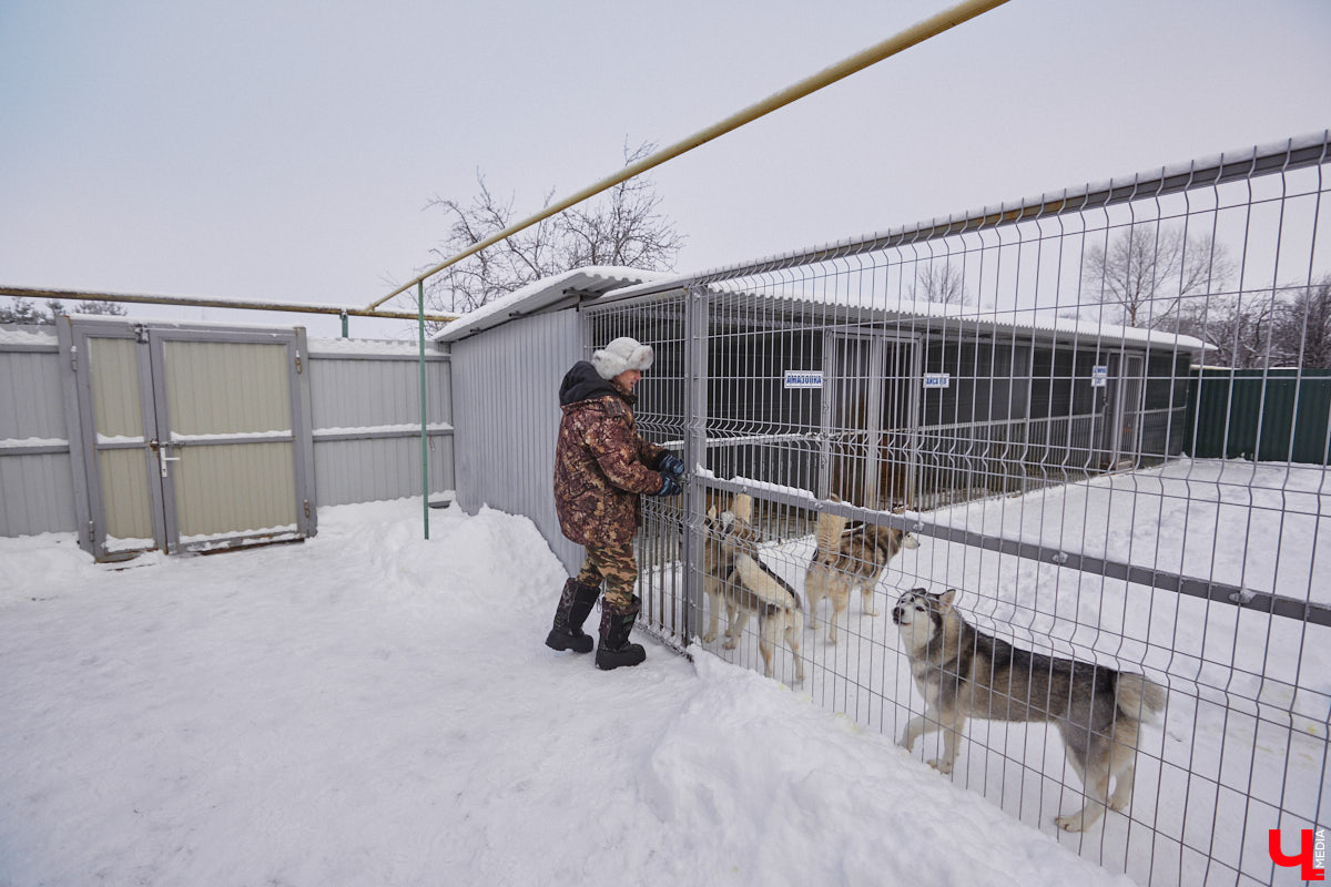 Неподалеку от Владимира есть уникальный питомник хаски. Собаки этой породы готовы подарить любовь даже незнакомому человеку. Тепло от четвероногих друзей передается, кажется, даже через фотографии. Смотрим и заряжаемся отличным настроением!
