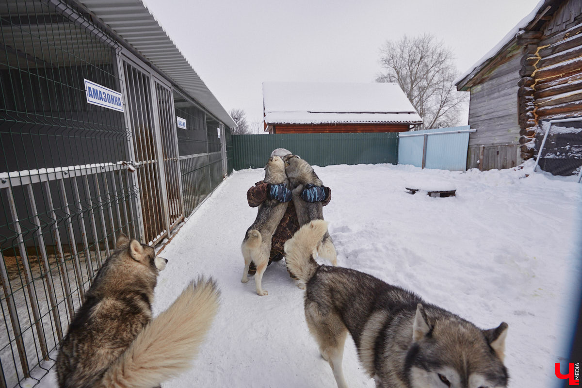 Неподалеку от Владимира есть уникальный питомник хаски. Собаки этой породы готовы подарить любовь даже незнакомому человеку. Тепло от четвероногих друзей передается, кажется, даже через фотографии. Смотрим и заряжаемся отличным настроением!
