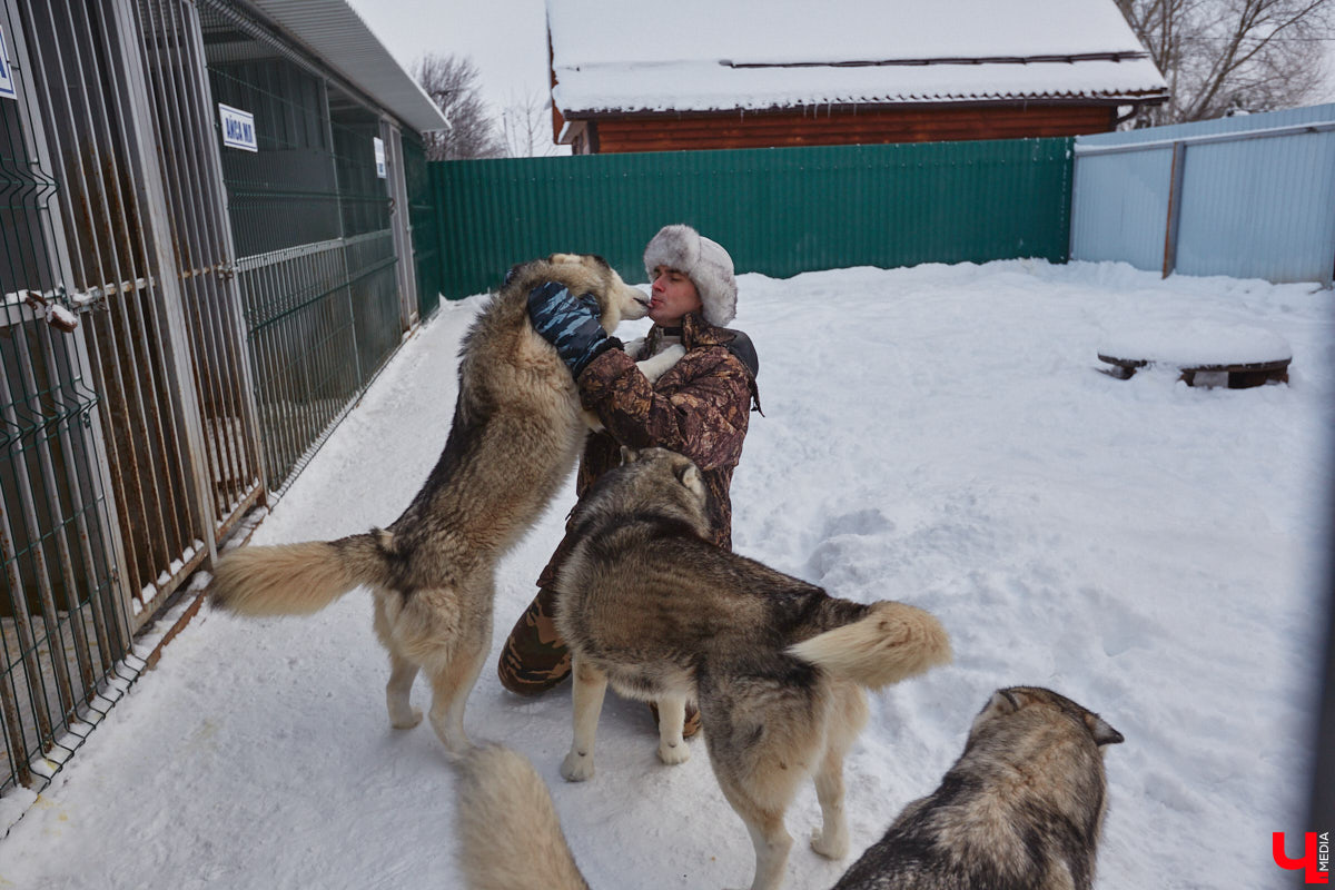 Неподалеку от Владимира есть уникальный питомник хаски. Собаки этой породы готовы подарить любовь даже незнакомому человеку. Тепло от четвероногих друзей передается, кажется, даже через фотографии. Смотрим и заряжаемся отличным настроением!