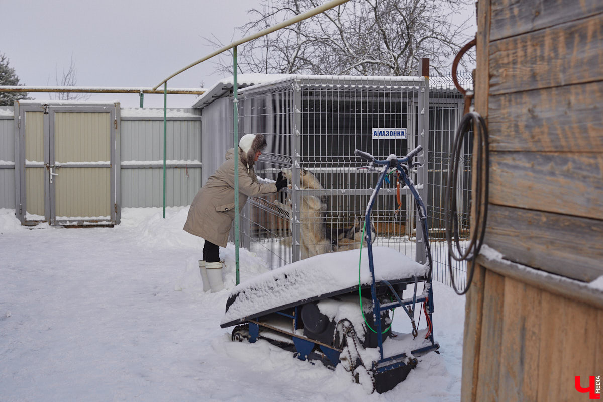 Неподалеку от Владимира есть уникальный питомник хаски. Собаки этой породы готовы подарить любовь даже незнакомому человеку. Тепло от четвероногих друзей передается, кажется, даже через фотографии. Смотрим и заряжаемся отличным настроением!