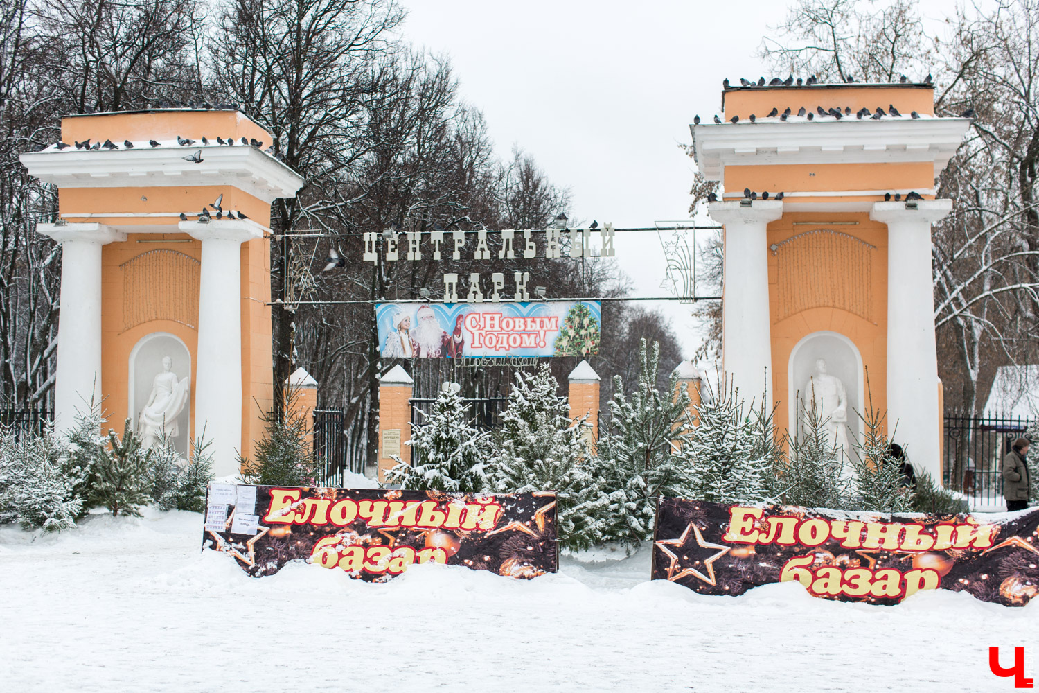 До Нового года рукой подать, а вы до сих пор не купили живую елку на праздник? Тогда сначала изучите наш материал. Мы прошлись по базару и гипермаркету во Владимире, чтобы выяснить, почем нынче колючие продают.