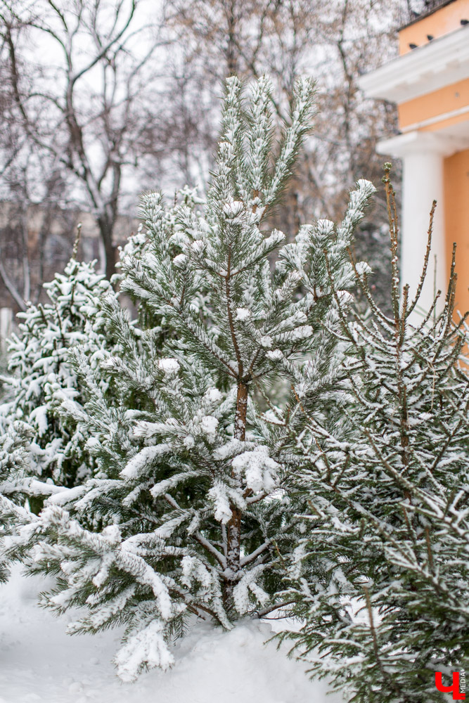 До Нового года рукой подать, а вы до сих пор не купили живую елку на праздник? Тогда сначала изучите наш материал. Мы прошлись по базару и гипермаркету во Владимире, чтобы выяснить, почем нынче колючие продают.