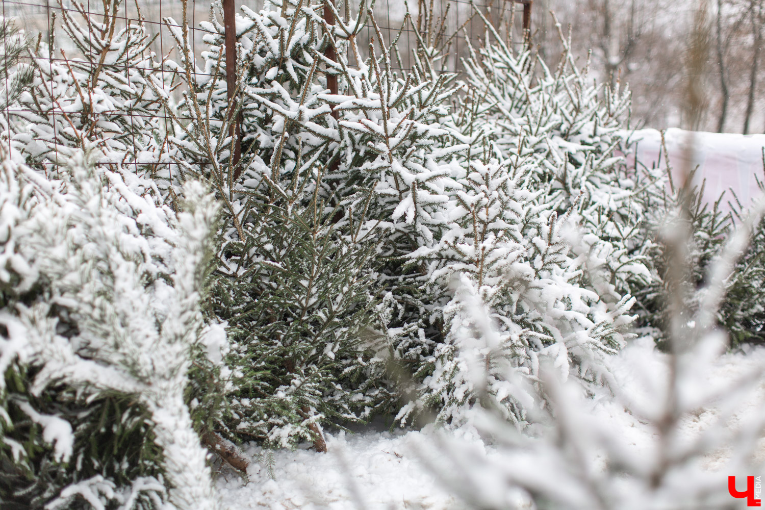 До Нового года рукой подать, а вы до сих пор не купили живую елку на праздник? Тогда сначала изучите наш материал. Мы прошлись по базару и гипермаркету во Владимире, чтобы выяснить, почем нынче колючие продают.