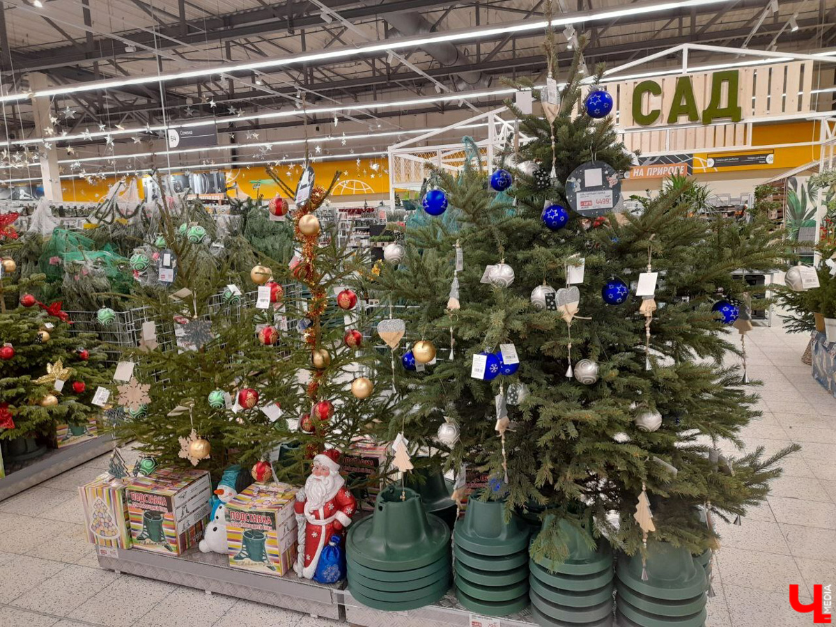 До Нового года рукой подать, а вы до сих пор не купили живую елку на праздник? Тогда сначала изучите наш материал. Мы прошлись по базару и гипермаркету во Владимире, чтобы выяснить, почем нынче колючие продают.