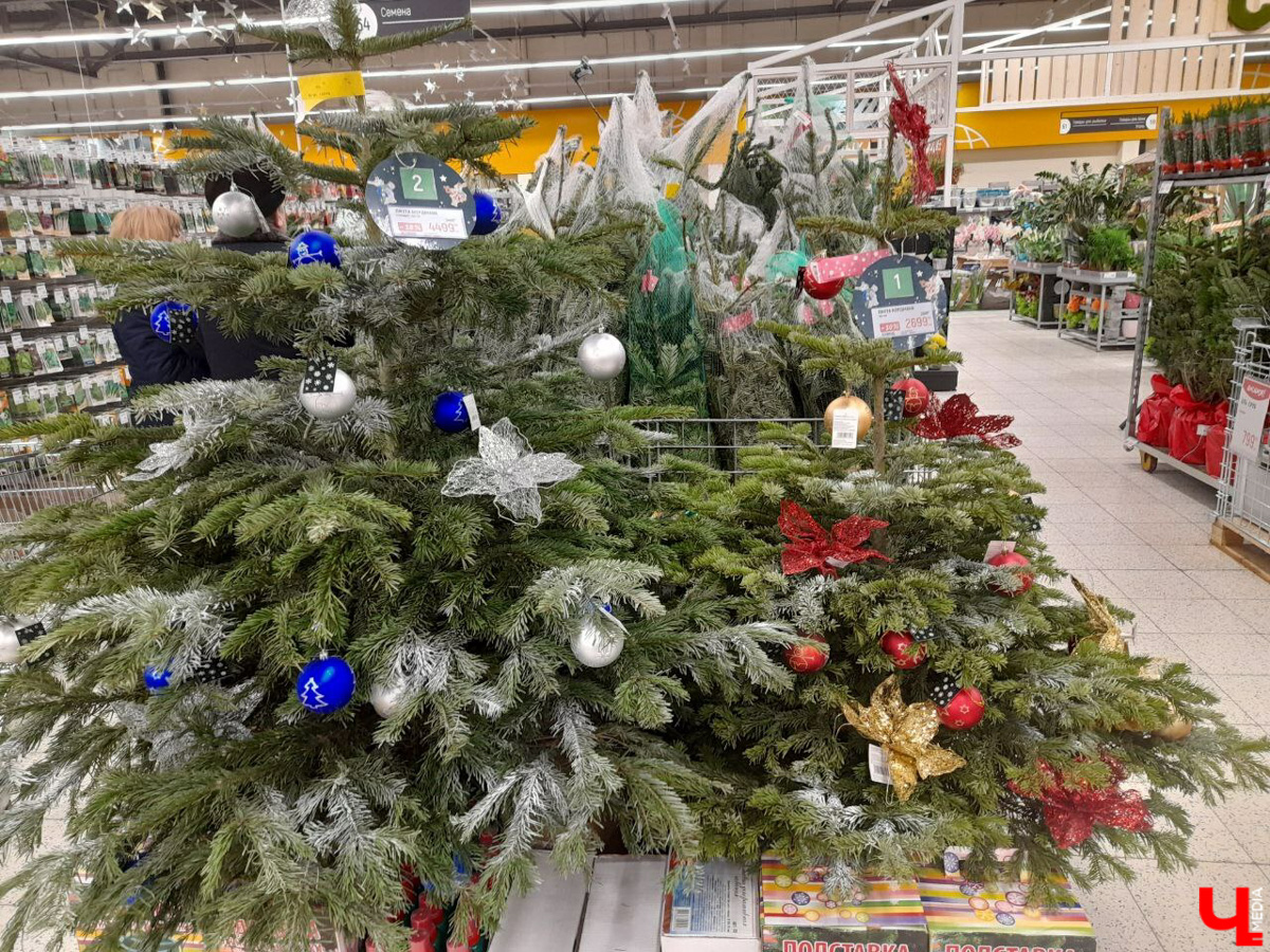 До Нового года рукой подать, а вы до сих пор не купили живую елку на праздник? Тогда сначала изучите наш материал. Мы прошлись по базару и гипермаркету во Владимире, чтобы выяснить, почем нынче колючие продают.