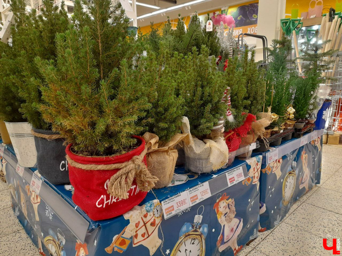 До Нового года рукой подать, а вы до сих пор не купили живую елку на праздник? Тогда сначала изучите наш материал. Мы прошлись по базару и гипермаркету во Владимире, чтобы выяснить, почем нынче колючие продают.