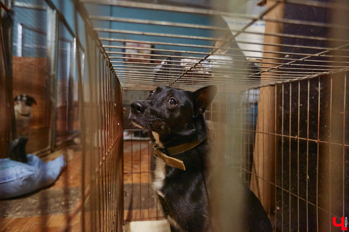 Владимирский приют для бездомных животных «Валента» на грани закрытия. Решение об этом уже принято. Однако многочисленные зоозащитники не готовы сдаваться просто так! Все подробности в нашем фоторепортаже.