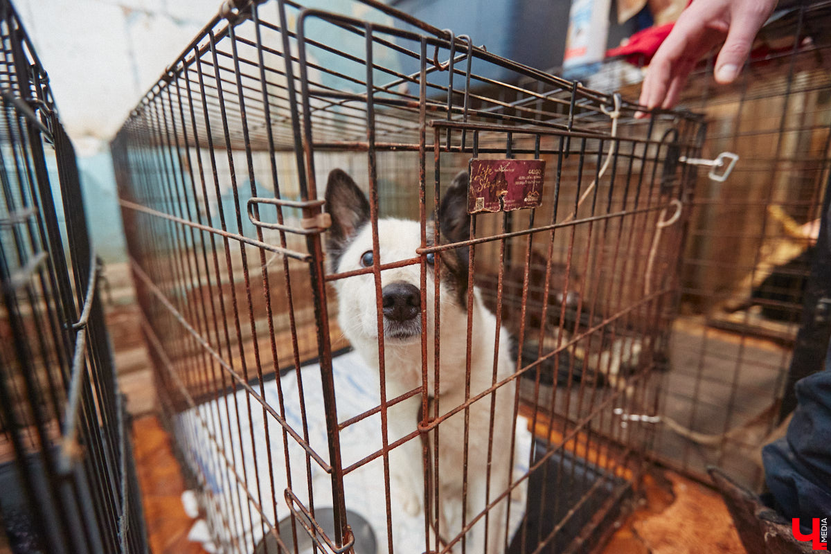 Владимирский приют для бездомных животных «Валента» на грани закрытия. Решение об этом уже принято. Однако многочисленные зоозащитники не готовы сдаваться просто так! Все подробности в нашем фоторепортаже.