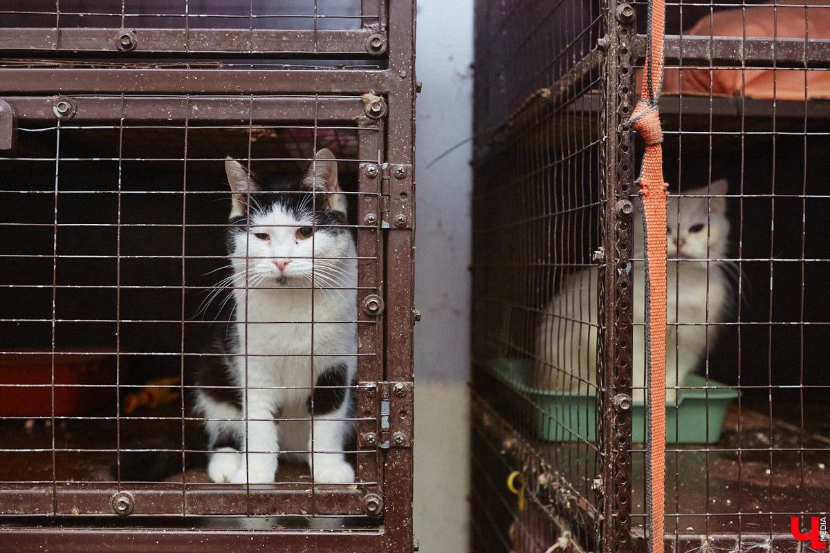 Владимирский приют для бездомных животных «Валента» на грани закрытия. Решение об этом уже принято. Однако многочисленные зоозащитники не готовы сдаваться просто так! Все подробности в нашем фоторепортаже.