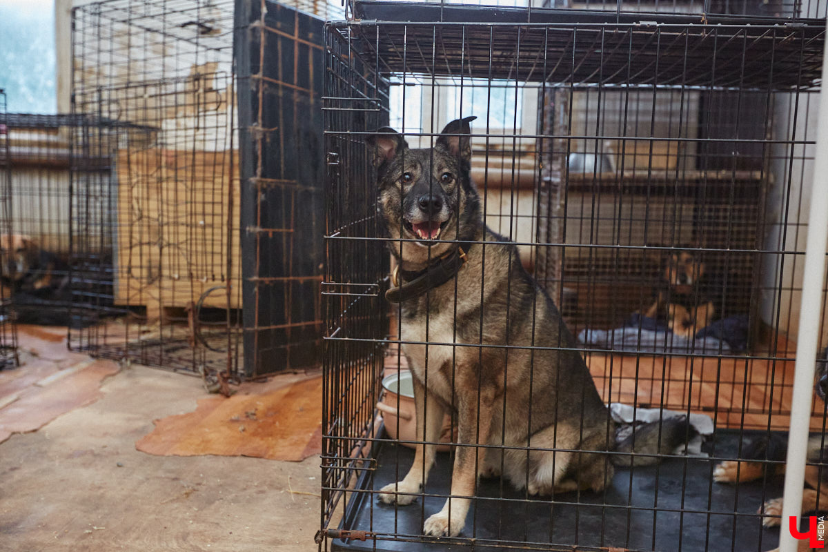 Владимирский приют для бездомных животных «Валента» на грани закрытия. Решение об этом уже принято. Однако многочисленные зоозащитники не готовы сдаваться просто так! Все подробности в нашем фоторепортаже.